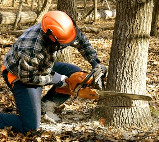 Tree Removal in Chapel Hill, NC